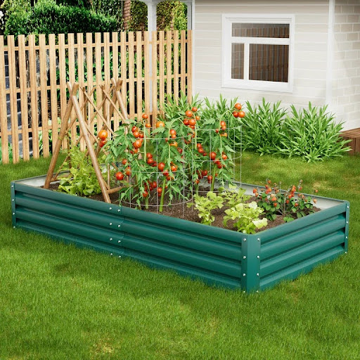 Growing tomatoes in metal raised garden bed 