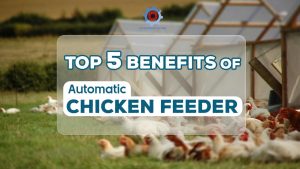 Automatic-Chicken-Feeder-Top-5-Benefits-for-Commercial-Poultry-Farms